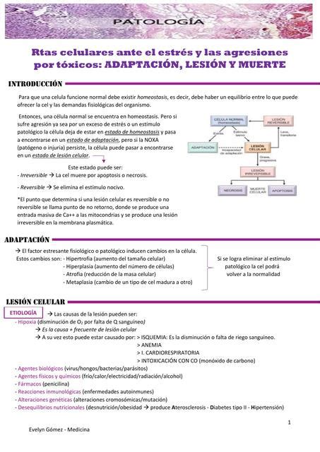 Lesión adaptación y muerte celular Futur Doc uDocz