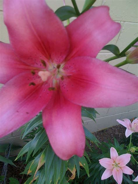 Hot Pink Lily Pink Lily Flowers Lily