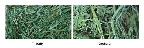 Orchard Grass Hay for Horses: Benefits, Nutrition, NSC, and When to Feed It