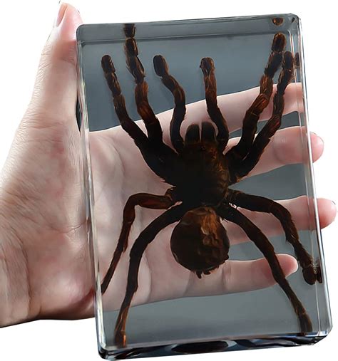 Bigix Tarantula Specimen Real Insect Spider Specimen Taxidermy Resin Desk Paperweight