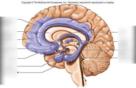 Limbic system Diagram | Quizlet