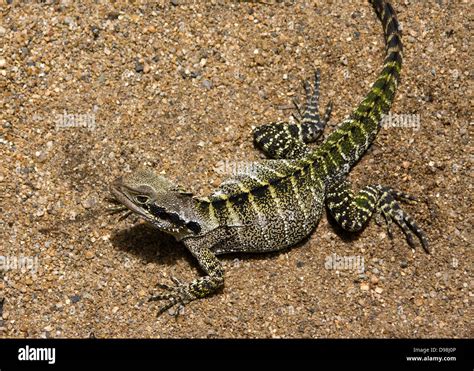 Close Up Of A Lizard Basking In The Sun Stock Photo Alamy