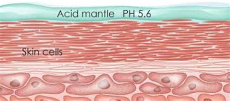 A Beginners Guide To Understanding The Acid Mantle Beauty Harbour