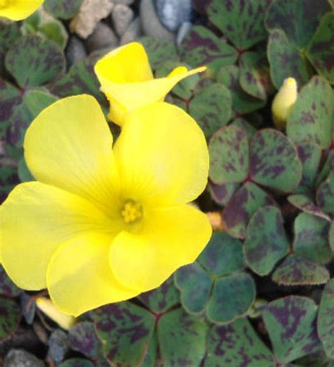 Oxalis Luteola Maculata The Collectors Corner Buy Unusual Perennial