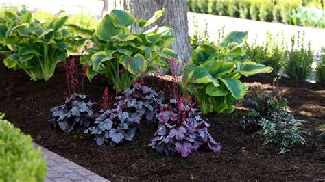 Planting Shade Loving Perennials 🌿💚 Garden Answer Youtube