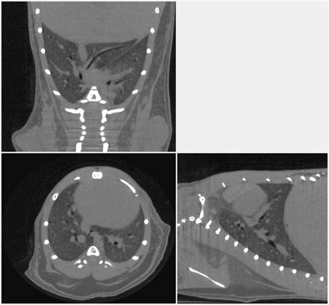 In Vivo Microct High Resolution Desktop Skyscan 1276 Bruker