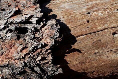 Fotos gratis árbol naturaleza rock madera textura hoja el