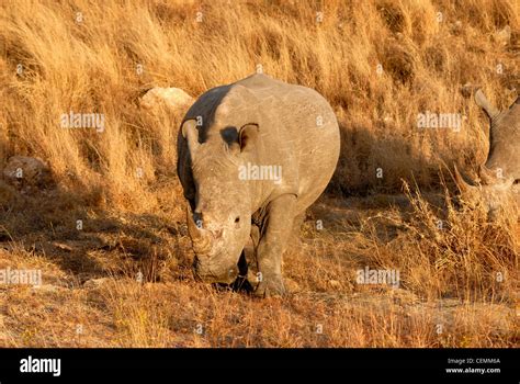 White Rhino South Africa Stock Photo - Alamy