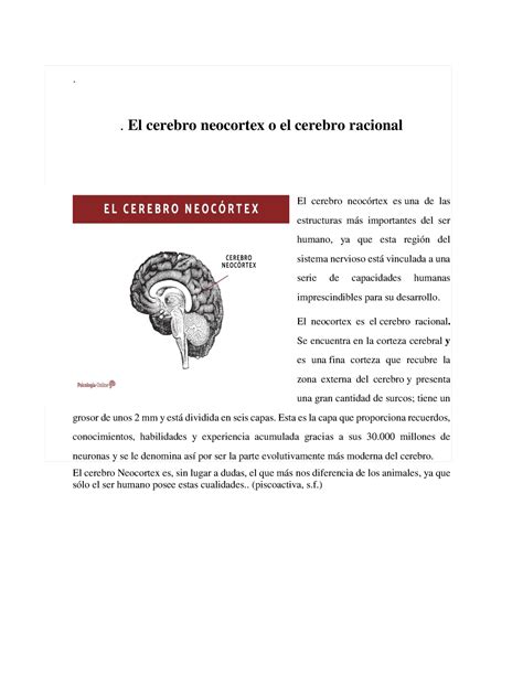 El Cerebro Neocortex Y Sus Funciones El Cerebro Neocortex O El