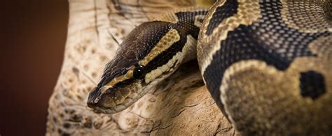 Ball Python - Lehigh Valley Zoo