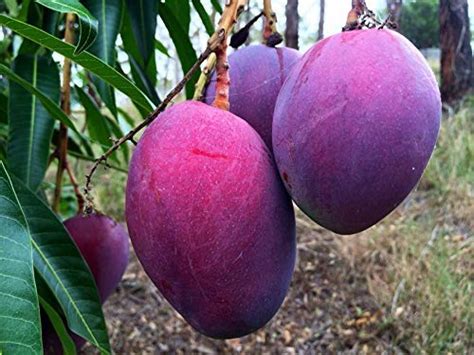 M Tech Gardens Rare Mango Fruit Grafted Live Plant Variety