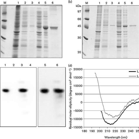 Expression Purification And Western Blotting Of Recombinant Proteins