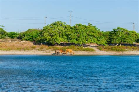 Praia de Camocim Uma Jornada pela Natureza Intocada Viva o Ceará