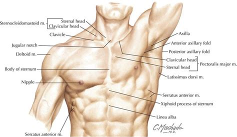 Thorax Basicmedical Key