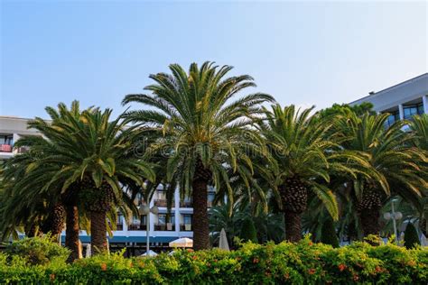 Exotic Vegetation On The Mediterranean Coast Turkish Palms The Green