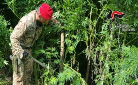 Scoperte Armi Munizioni E Piantagione Di Cannabis In Un Terreno