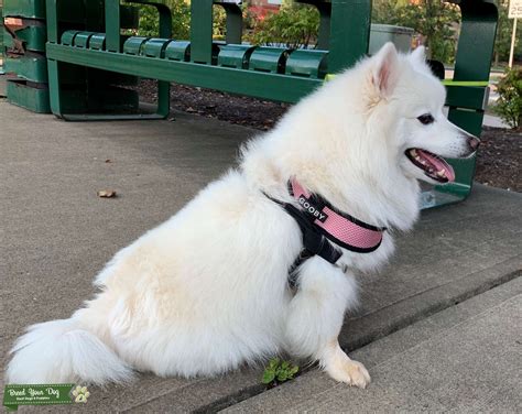 Miniature American Eskimo (female) - Stud Dog in PA, the United States ...