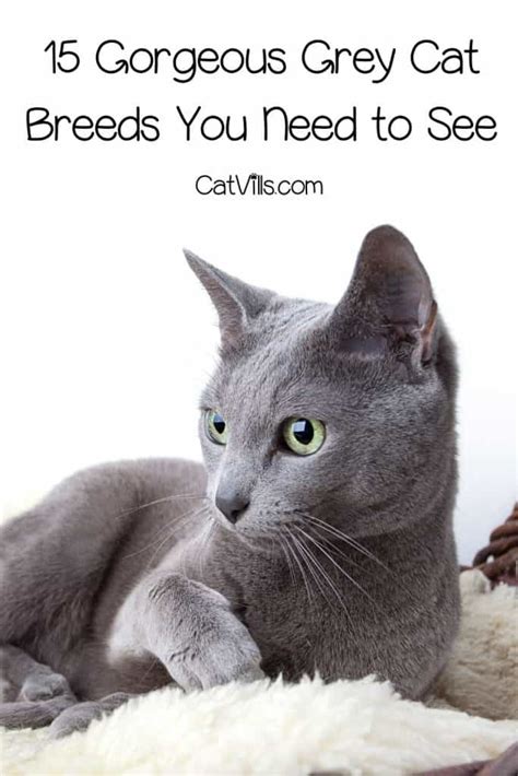 Gorgeous Grey Cat Breeds That Will Steal Your Heart