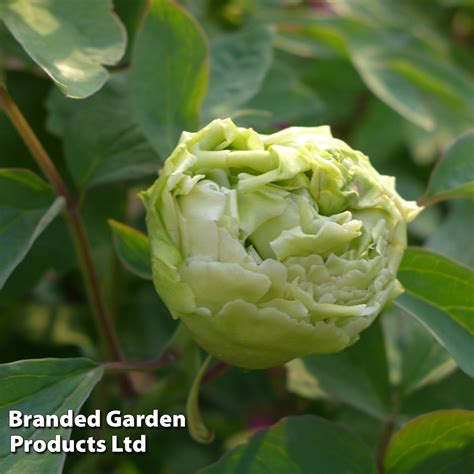 Tree Peony Fragrant Green Ball Suttons