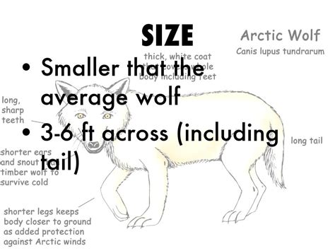 Arctic Wolf Vs Grey Wolf by Presley Davis