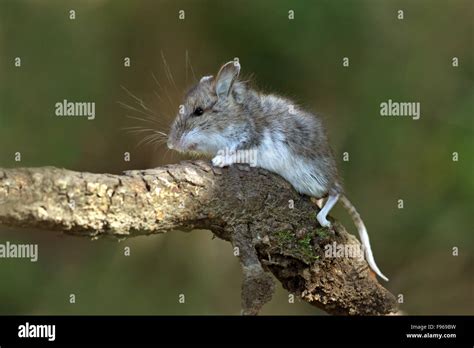 Peromyscus maniculatus hi-res stock photography and images - Alamy