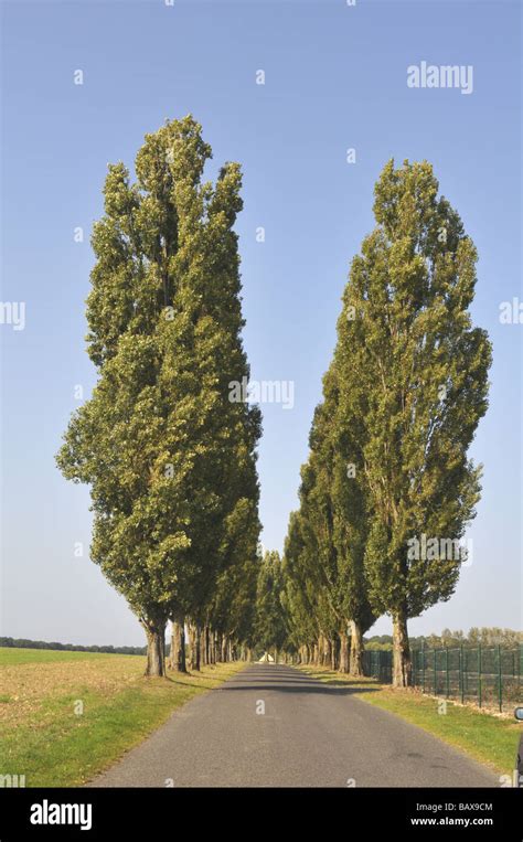 Line Of Trees In The French Normandy Countryside Stock Photo Alamy