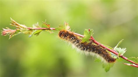 Caterpillars Exploding From “Zombie Virus” Outbreak | IFLScience