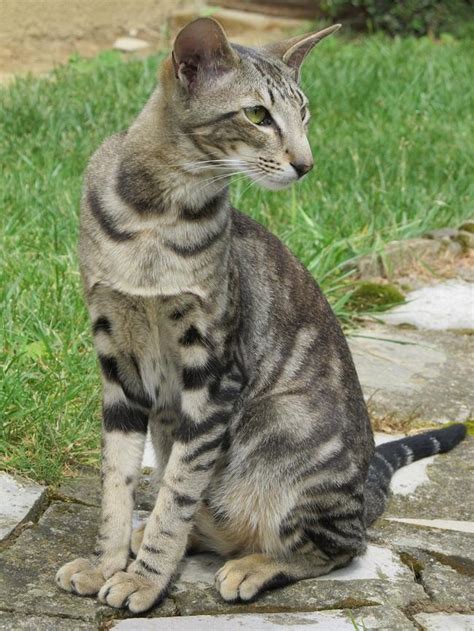 Oriental Shorthair Info, History, Personality, Kittens, Diet, Pictures