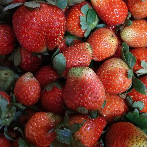 Jual Buah Strawberry Fresh Shopee Indonesia