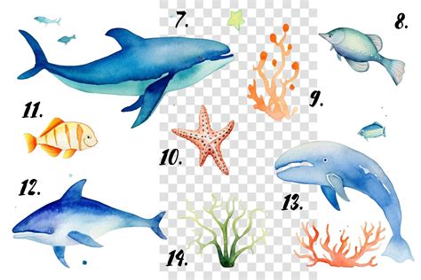 Dreamy Ocean Clipart Collection PNG By MaddyZ TheHungryJPEG