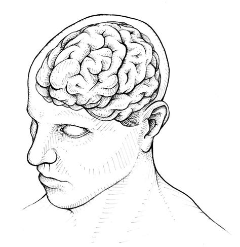 Human Brain And Head Line Drawing Sketch Coloring Page