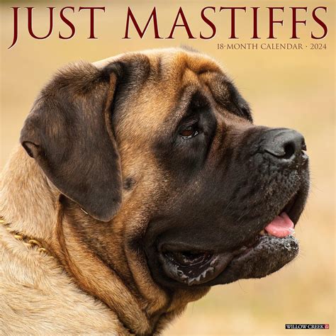 Willow Creek Press Mastiffs Monthly 2024 Wall Calendar 12