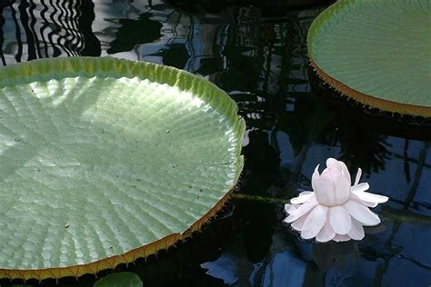 Como Plantar E Cuidar Da Vitória Régia Victoria Amazonica