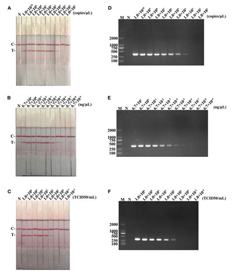 Figure From Development Of Recombinase Aided Amplification Combined