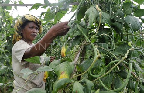 Tanaman Jangka Pendek Antara Foto