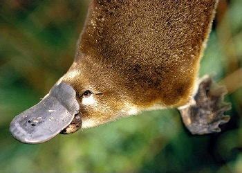 Platypus Facts For Kids | Top 10 Interesting Facts about Platypus