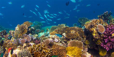 Le Corail Et Son Rôle Essentiel Dans Les Mers Du Globe