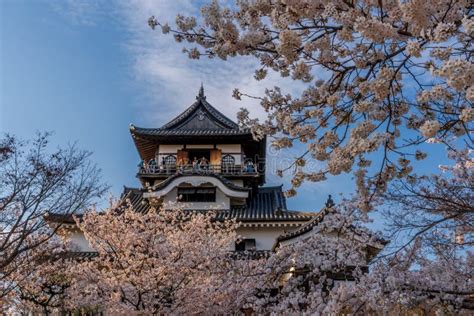 Inuyama Castle Cherry Blossoms during Spring Stock Image - Image of ...