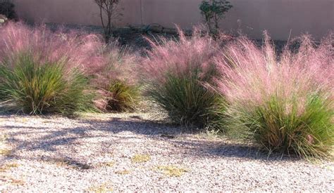 Muhlenbergia Capillaris Gram Nea Con Delicadas Nubes De Flores Rosadas