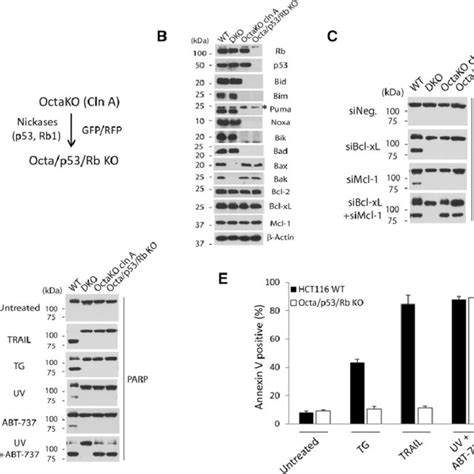 Suppression Of Anti Apoptotic Bcl 2 Proteins Triggers Mitochondrial Download Scientific Diagram