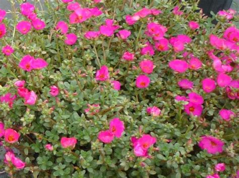 Purslane Our Plants Kaw Valley Greenhouses