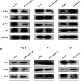 N Cadherin Modulates The Activities Of The MAPK Erk PI3K Akt And