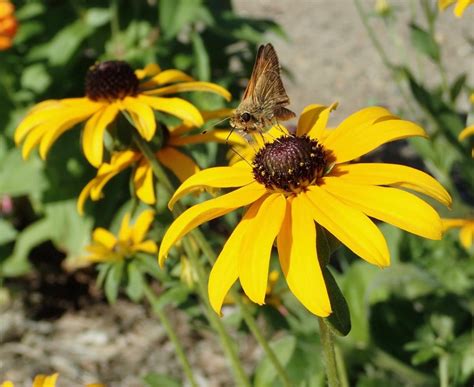 Pollinator Gardens University Of Maryland Extension