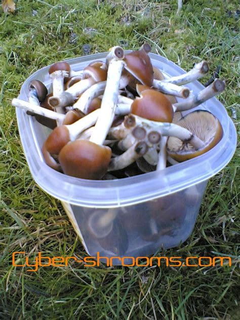 Psilocybe azurescens Spawn bag | Cyber-Shrooms