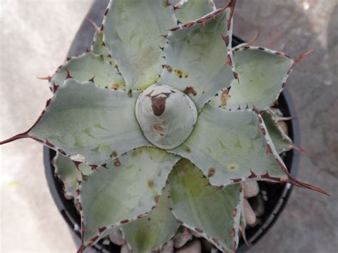 Brown Spots On Agave Agaveville