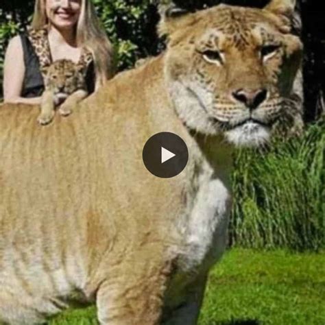 MEET a big Liger (Lion+Tiger), a real biggest cat (Video)