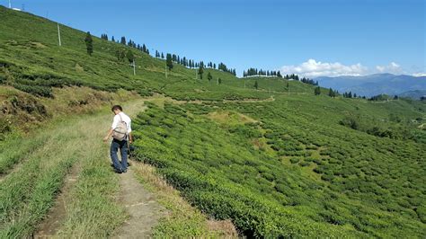 8 Best Places to Visit in Illam , Places to See in Illam • Tips Nepal