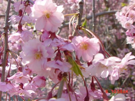 Weeping Higan Cherry Prunus Subhirtella Pendula 15 Tree Seeds Fast