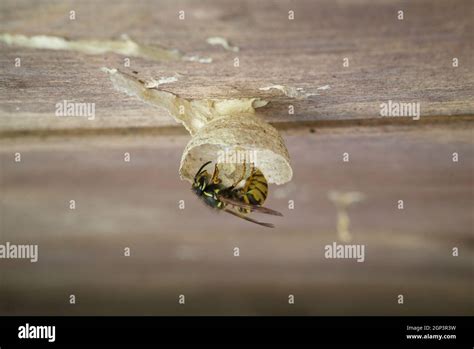 Queen Wasp Early Stages Of Building A Nest In Garden Shed Uk Queen Wasp Building Nest With