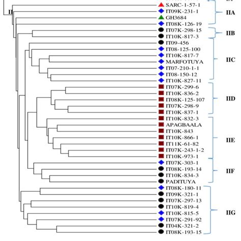 9 A Dendrogram Based On Morphological Traits Illustrating The